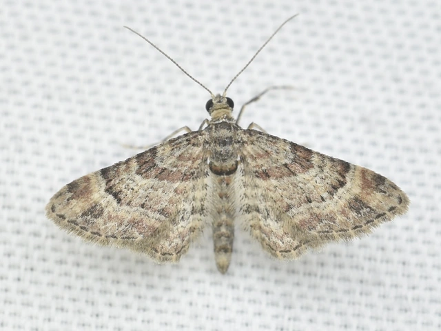 Gymnoscelis rufifasciata - vöröscsíkos törpearaszoló