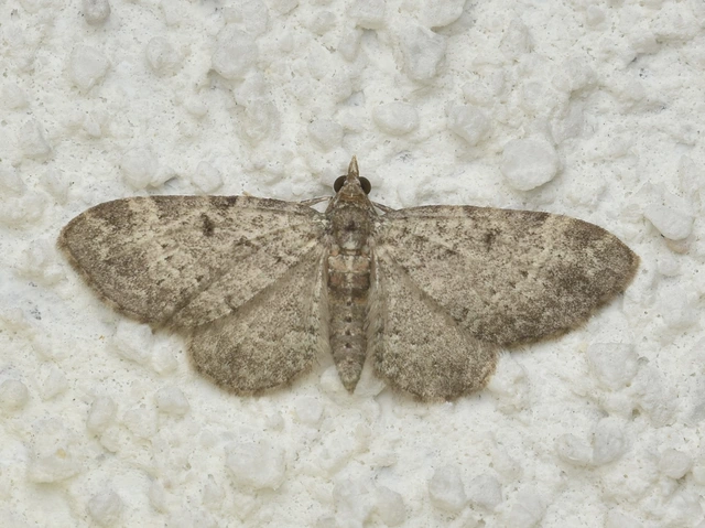 Pasiphila chloerata - hamvas törpearaszoló