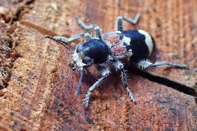 Clerus mutillarius - feketenyakú szúfarkas