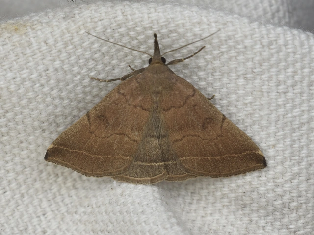 Pechipogo plumigeralis - tollascsápú karcsúbagoly
