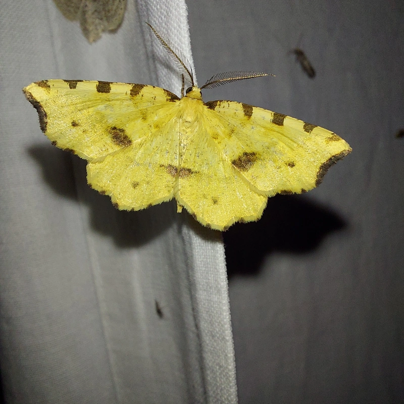 Therapis flavicaria - foltosszélű araszoló