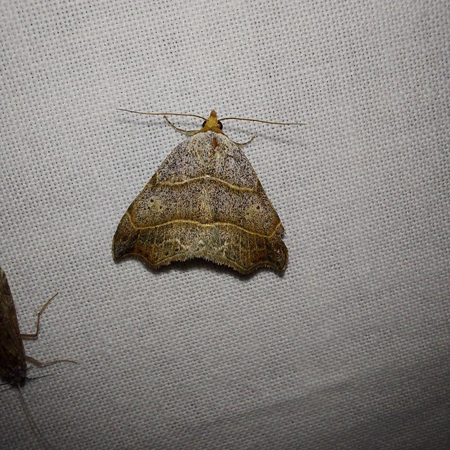Laspeyria flexula - zuzmóbagoly