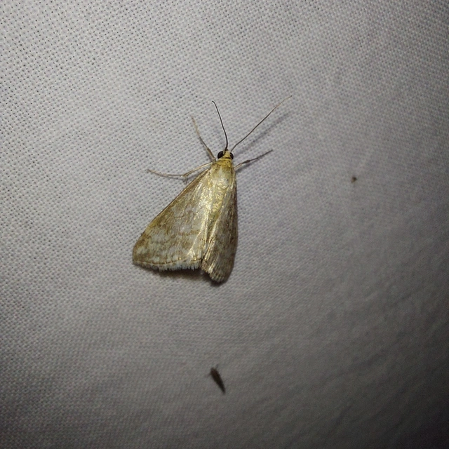 Evergestis frumentalis - tavaszi dudvamoly