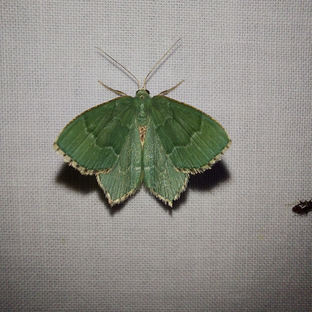 Hemithea aestivaria - nyír-zöldaraszoló