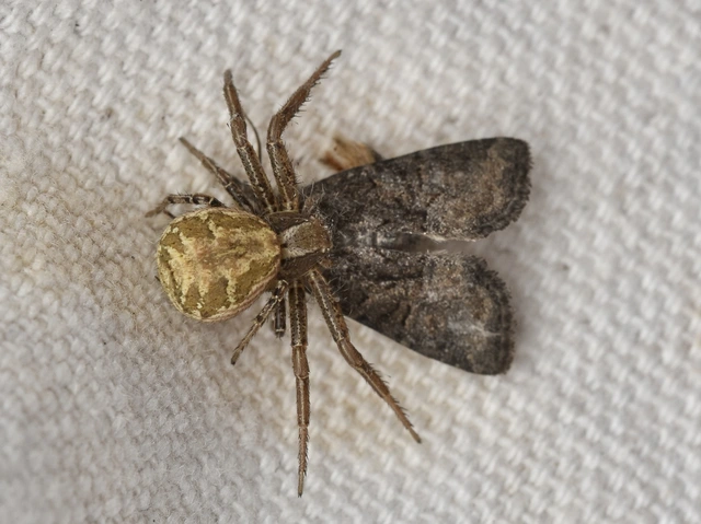 Xysticus