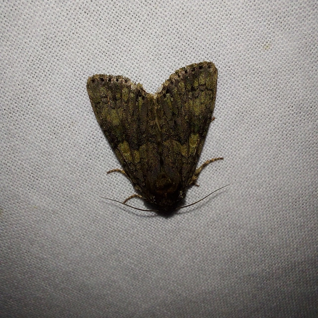 Craniophora ligustri - fagyalbagoly