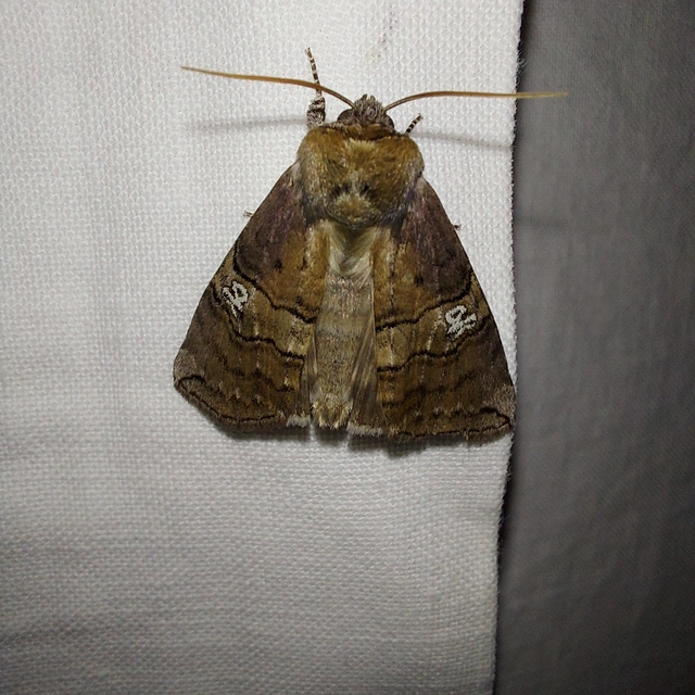 Tethea ocularis - pápaszemes pihésszövő