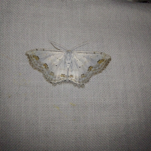 díszes fehéraraszoló - Scopula ornata