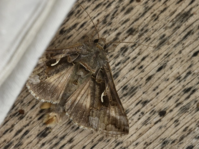 gammalepke - Autographa gamma