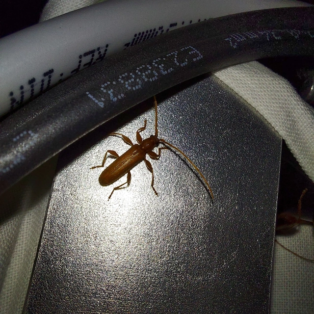 Axinopalpis gracilis - kecses selymescincér