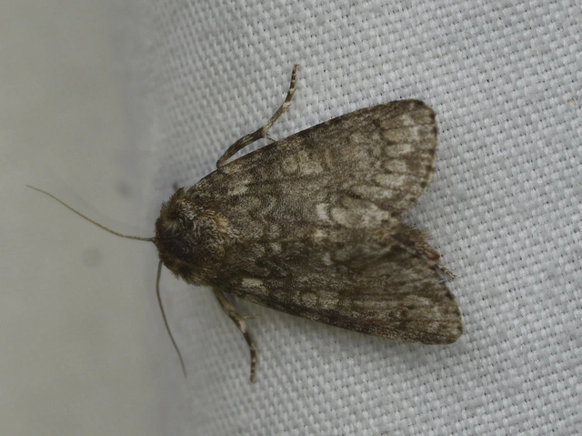 Acronicta rumicis - sóska-szigonyosbagoly