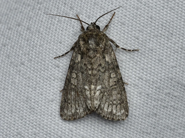 Acronicta rumicis - sóska-szigonyosbagoly