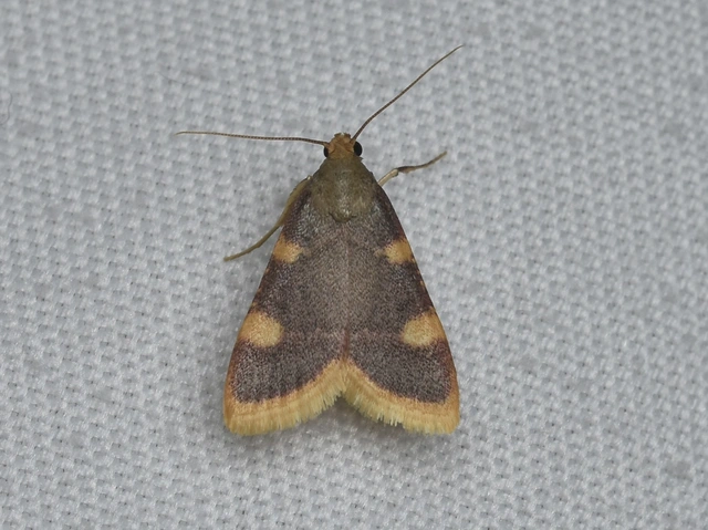 Hypsopygia costalis - szénailonca