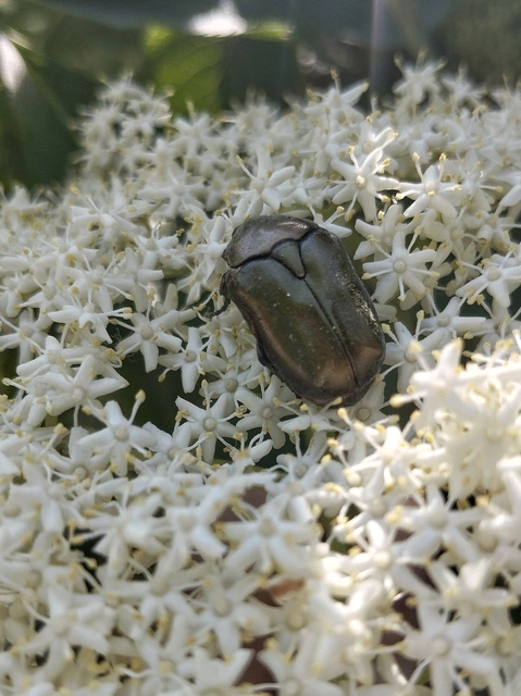 Coleoptera - Bogarak