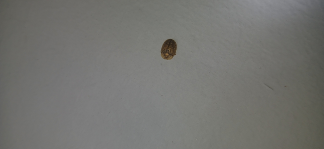 Hypocassida