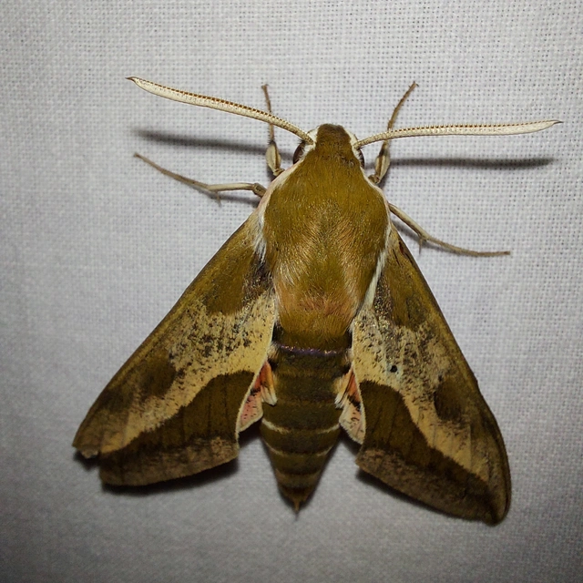 Hyles euphorbiae - kutyatejszender