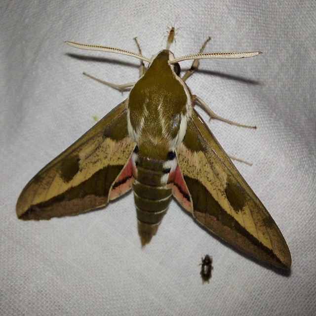 Hyles euphorbiae - kutyatejszender