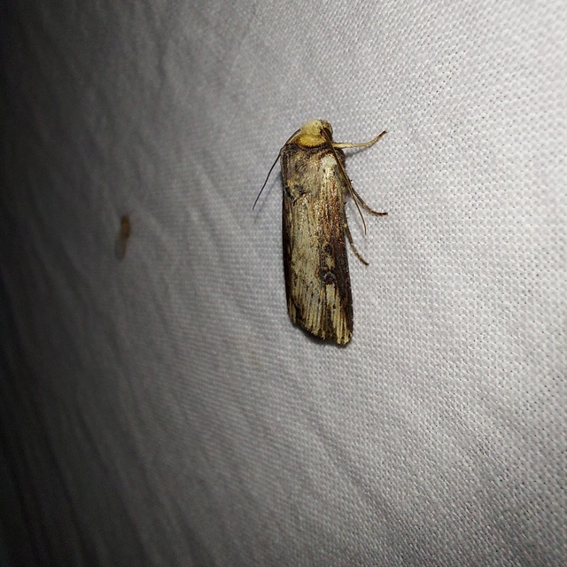 Axylia putris - vonalkás földibagoly