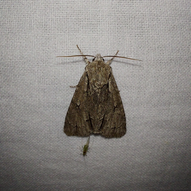 Acronicta cuspis/tridens/psi