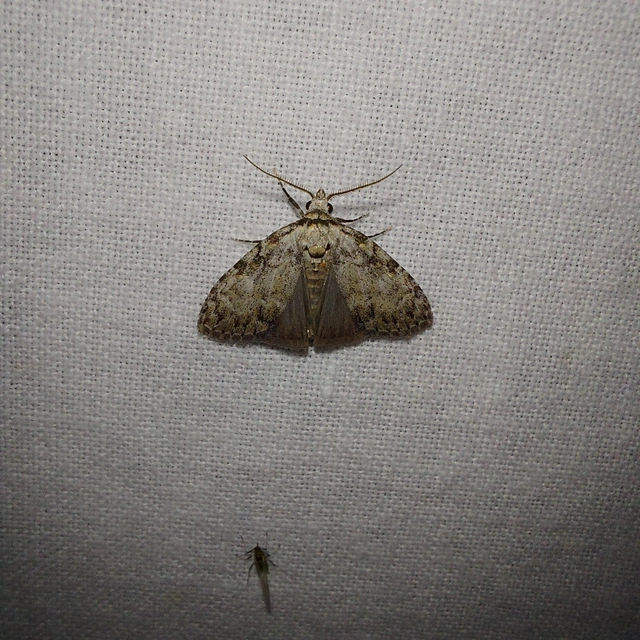 hamvas pamacsosszövő - Meganola strigula