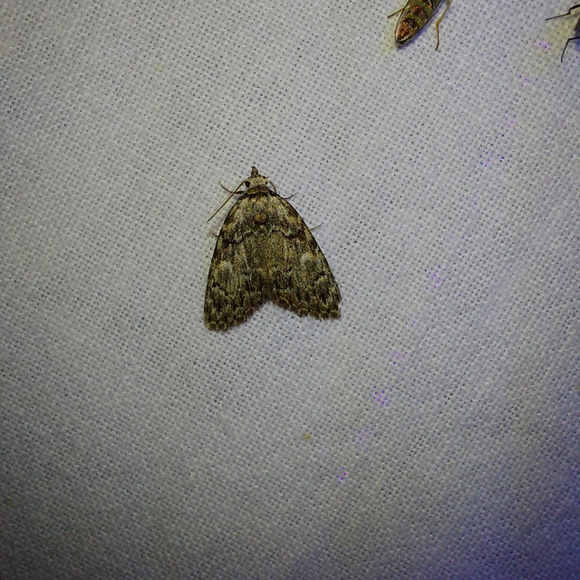 szélesszárnyú pamacsosszövő - Meganola kolbi