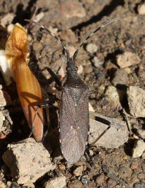Dicranocephalus