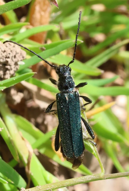 Callimus angulatus - zöld tölgycincér