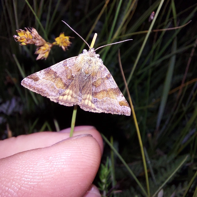 közönséges nappalibagoly - Euclidia glyphica