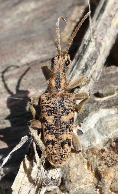 Rhagium sycophanta - tölgyes-tövisescincér