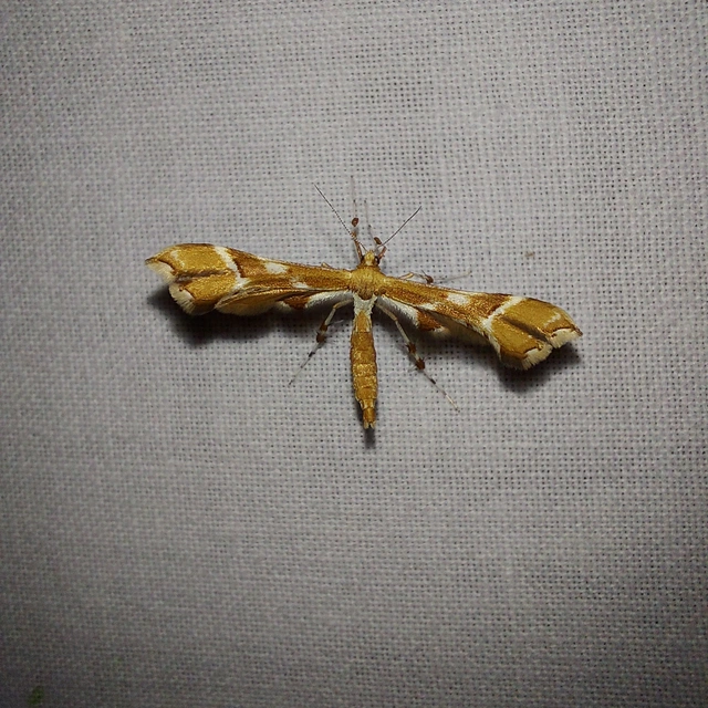 Cnaemidophorus rhododactyla - rózsabogyó-tollasmoly