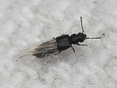 Carpelimus Carpelimus