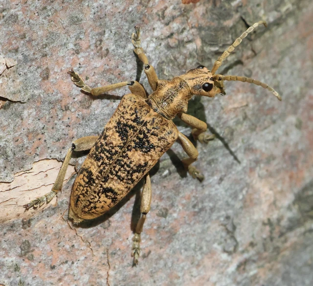 Rhagium sycophanta - tölgyes-tövisescincér