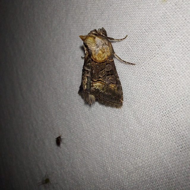 Abrostola asclepiadis - barnaövű csalánbagoly