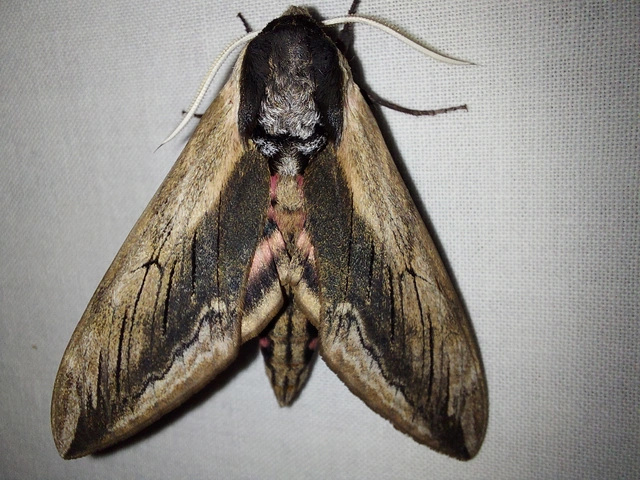 Sphinx ligustri - fagyalszender
