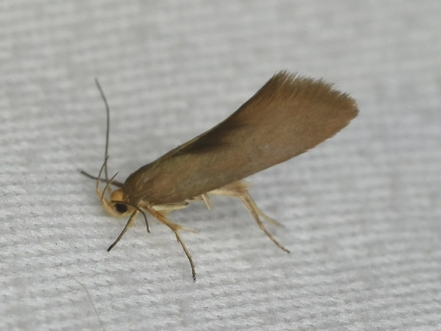 Crassa unitella - aranybarna díszmoly