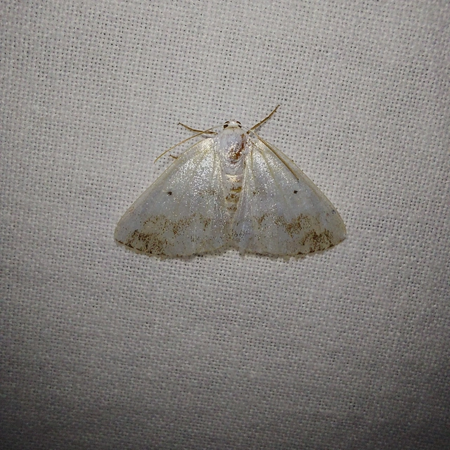Lomographa temerata - foltos fehéraraszoló