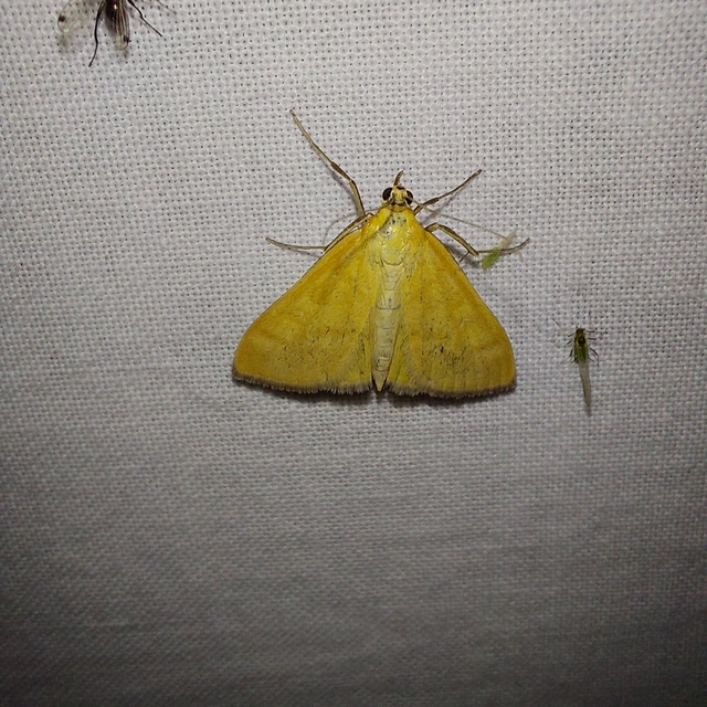 Sitochroa verticalis - világossárga dudvamoly