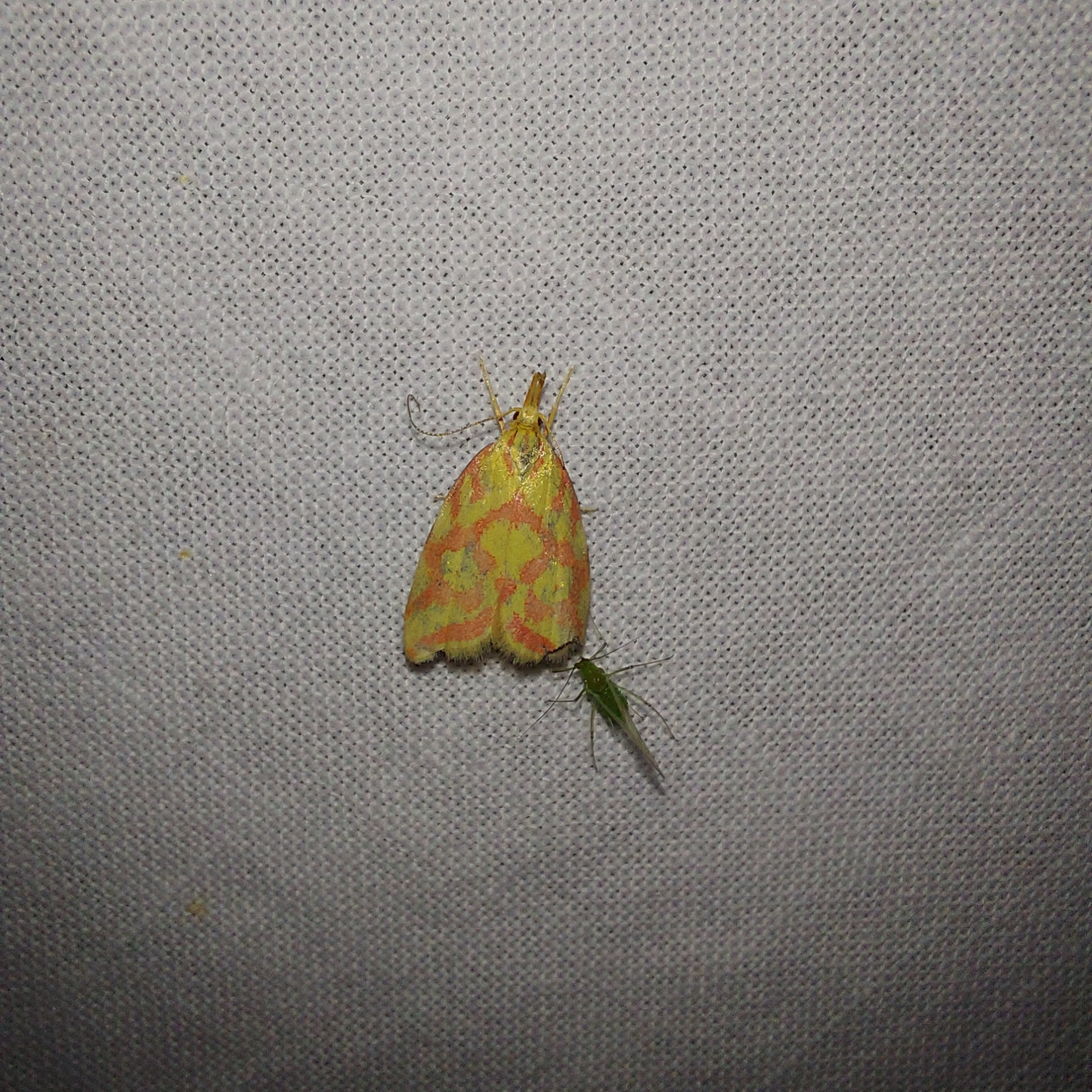 Hypercallia citrinalis - pirossávos díszmoly