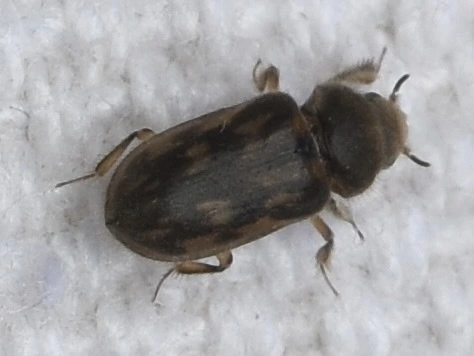 Heterocerus
