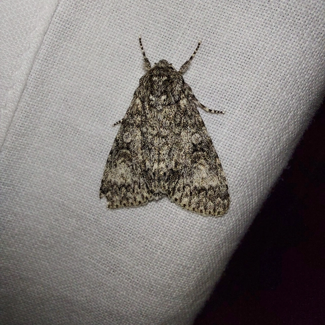 nagyfejű szigonyosbagoly - Acronicta megacephala