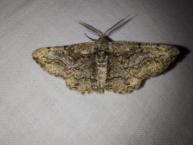 Synopsia sociaria - ürömaraszoló