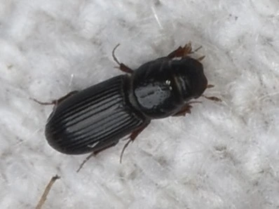 Pleurophorus caesus - hengeres trágyabogár