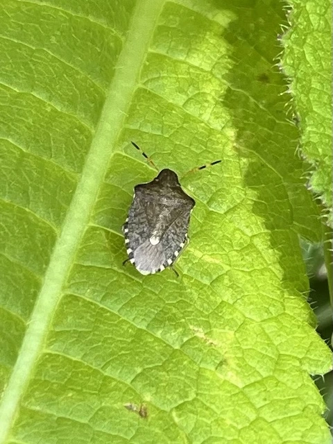 Peribalus strictus - tavaszi címerespoloska Peribalus strictus - tavaszi címerespoloska