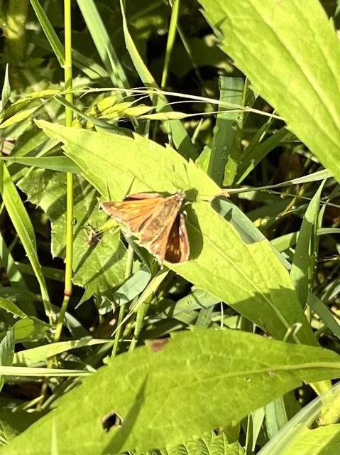 Ochlodes sylvanus - erdei busalepke