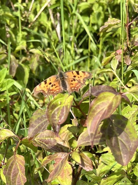 Nymphalis c-album - C-betűs lepke