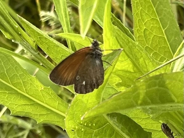 Coenonympha glycerion - közönséges szénalepke
