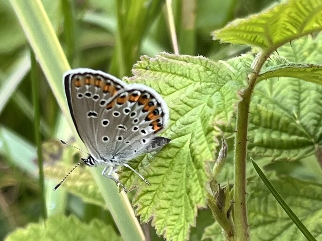 Plebejus argyrognomon - tintakék boglárka