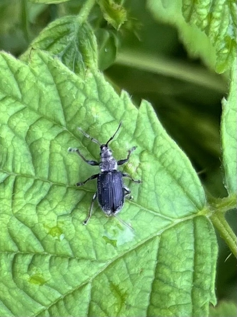 Phyllobius