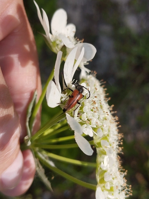 Vadonia unipunctata - kétpettyes virágcincér