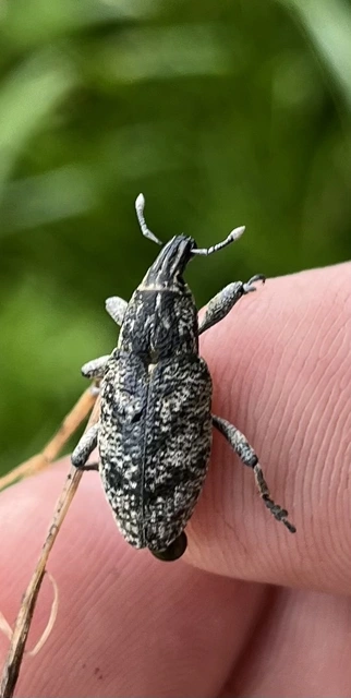 Cleonis pigra - közönséges bogáncsbarkó